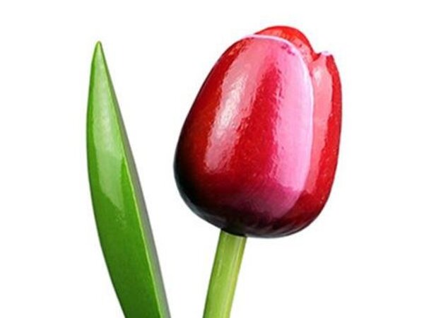 Holztulpen rot und weiß
