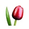  Wooden tulips red and white