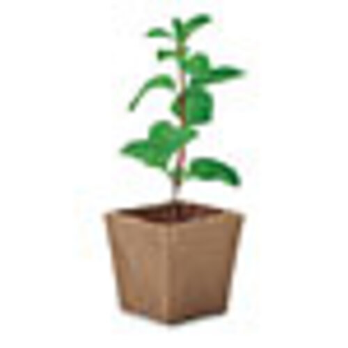 Mint kit Muntzaad kweekset MO2410