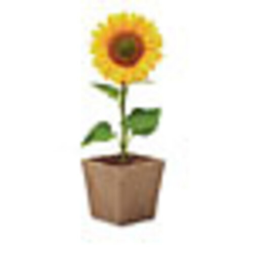 Sunflower kit Zonnebloem kweekset MO2411 Sunflower kit Zonnebloem kweekset MO2411