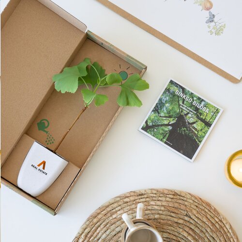 Treemore Brievenbusboompjes Japanse notenboom 1993 Treemore Brievenbusboompjes Japanse notenboom 1993