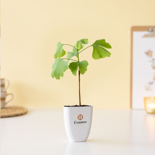 Diverse premiums Treemore Brievenbusboompjes Japanse notenboom 1993