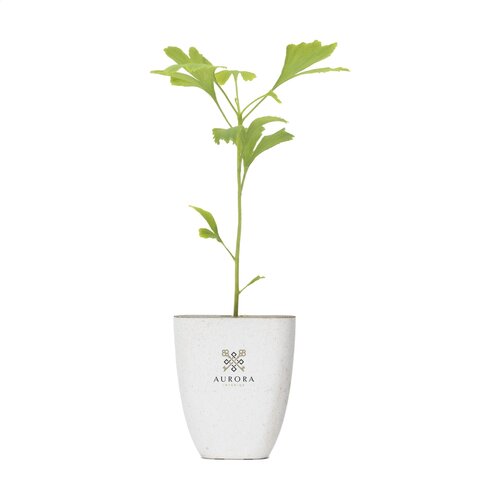 Diverse premiums Treemore Brievenbusboompjes Japanse notenboom 1993