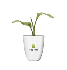 Diverse premiums Brievenbusboompjes Paradijsvogelplant