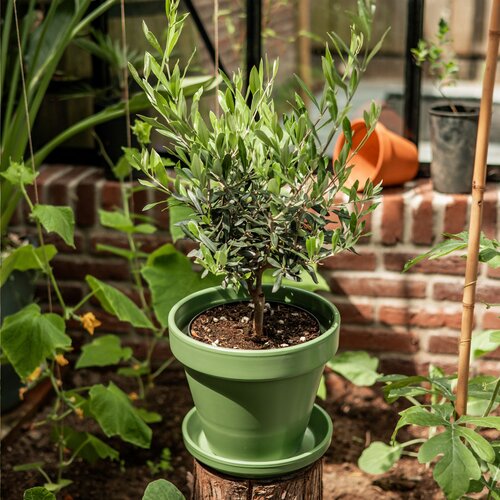 Treemore Brievenbusboompjes Olijfboom 2008 Treemore Brievenbusboompjes Olijfboom 2008