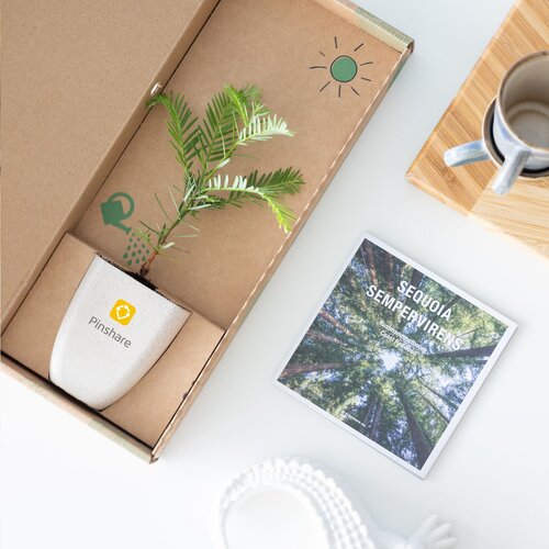 Treemore Brievenbusboompjes Mammoetboom 2020 Treemore Brievenbusboompjes Mammoetboom 2020