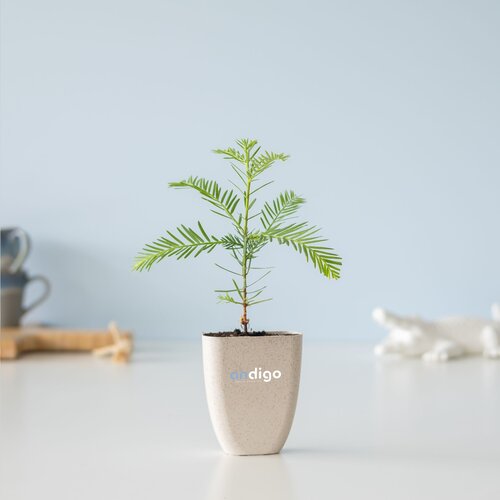 Treemore Brievenbusboompjes Mammoetboom 2020 Treemore Brievenbusboompjes Mammoetboom 2020