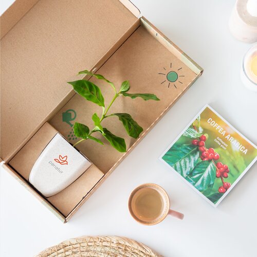 Diverse premiums Treemore Brievenbusboompjes Koffieboom 2013