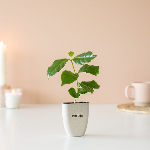 Diverse premiums Treemore Brievenbusboompjes Koffieboom 2013
