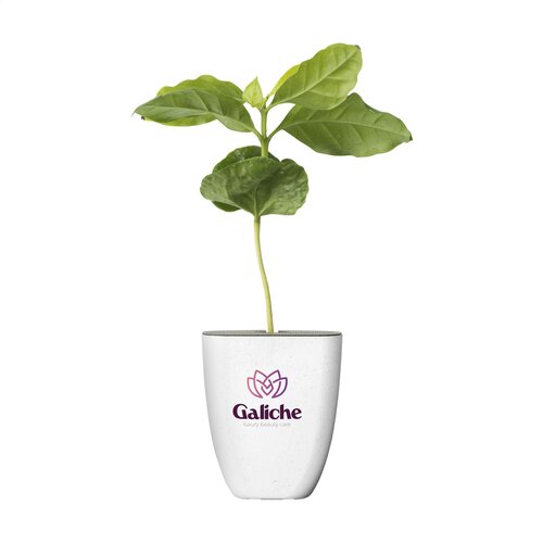Diverse premiums Treemore Brievenbusboompjes Koffieboom 2013