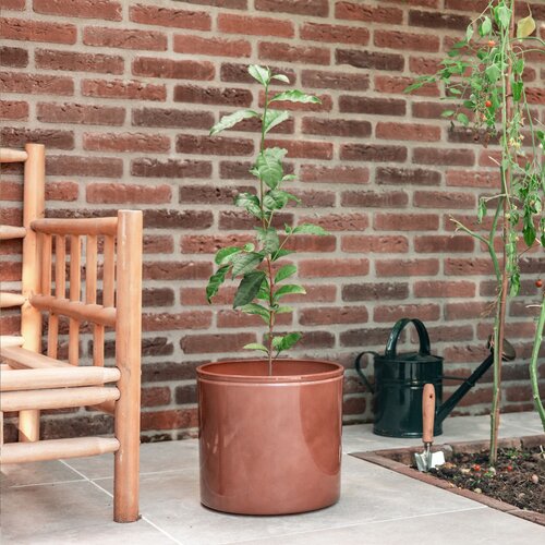 Diverse premiums Treemore Brievenbusboompjes Theeplant 2015
