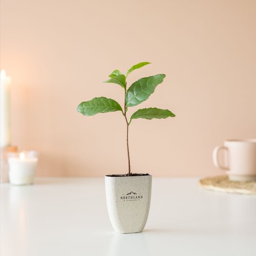Diverse premiums Treemore Brievenbusboompjes Theeplant 2015