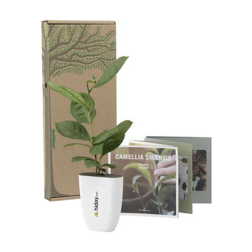 Diverse premiums Treemore Brievenbusboompjes Theeplant 2015
