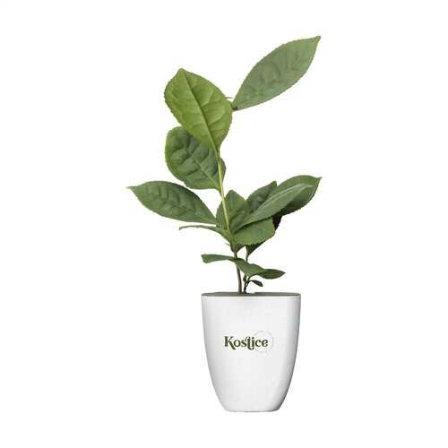Diverse premiums Treemore Brievenbusboompjes Theeplant 2015