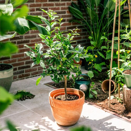 Treemore Brievenbusboompjes Kaffir Limoen 2007 Treemore Brievenbusboompjes Kaffir Limoen 2007