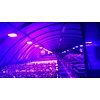 LED Kweeklamp Growlight 100W