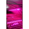 LED Kweeklamp Growlight 100W
