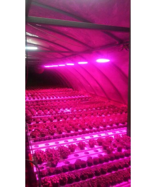 LED Kweeklamp Growlight 100W