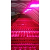 LED Kweeklamp Growlight 100W