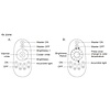 Milight / MiBoxer 4-zone RF dimmer set met afstandsbediening