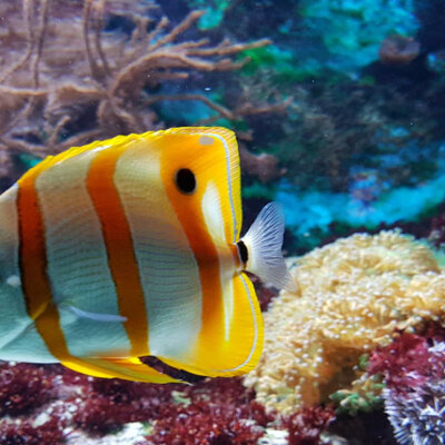 LEDStrips in een aquarium plaatsen