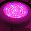 Dolphix LED kweeklamp UFO 90 Watt