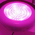 Dolphix LED kweeklamp UFO 90 Watt