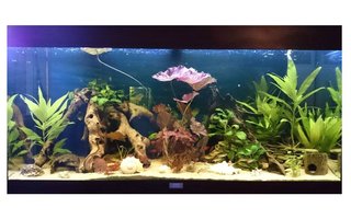 LED verlichting voor aquarium