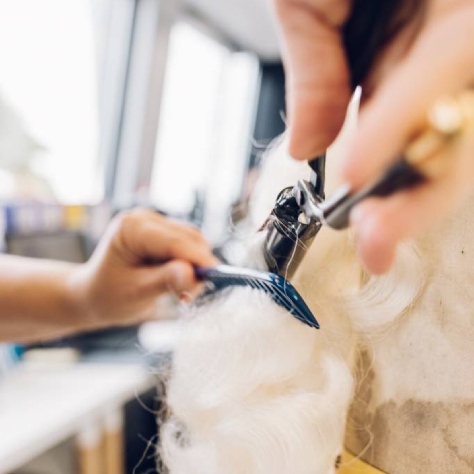 Eigen atelier Vakles Sinterklaasbaardstel Onduleren Start mei 2026