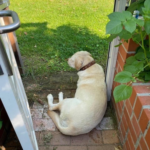 Villa Jähn Landhausgarten Labrador im Gewächshaus