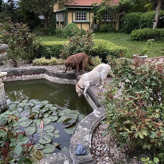 Villa Jähn Landhausgarten Labrador am Brunnen