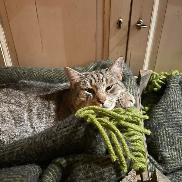 Villa Jähn Vintage Shop Katze