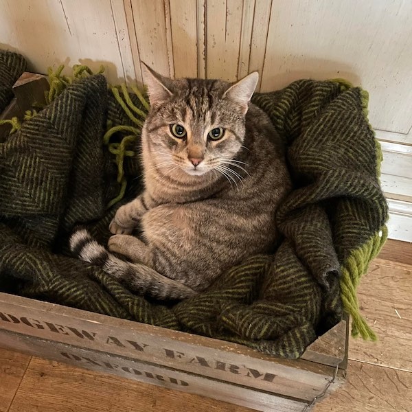 Vintage Shop Villa Jähn Katze