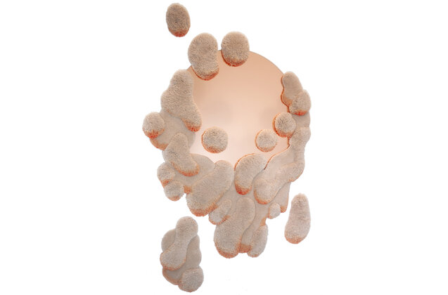 Alfhild Sarah Külper Pure Morning Portal