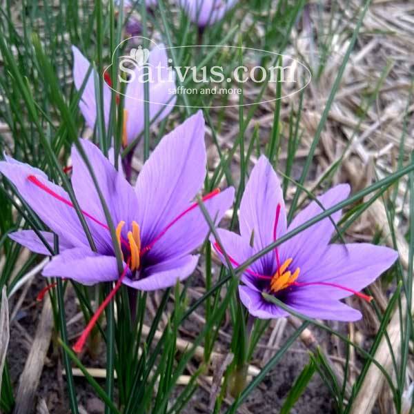 Crocus sativus 7/8, Bulbos de azafrán al