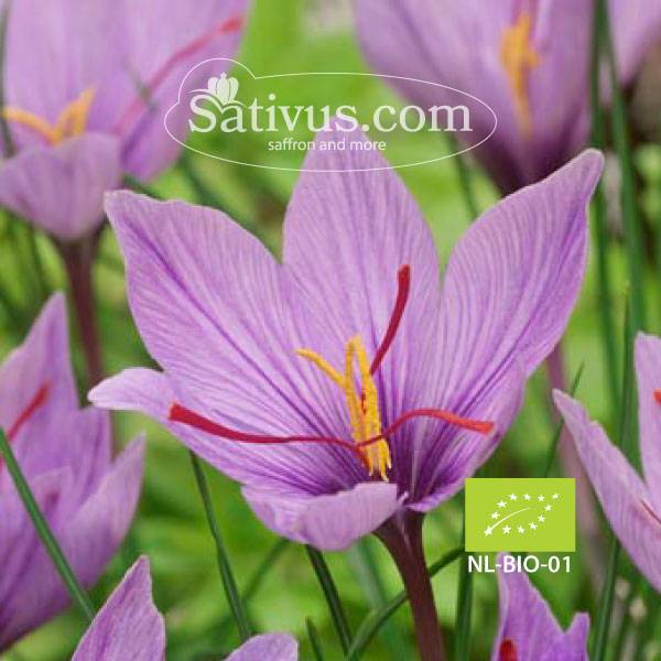 Crocus sativus BIO size 9/10, Wholesale organic saffron bulbs