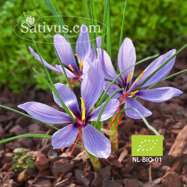 Crocus sativus BIO size 8/9, Wholesale organic saffron bulbs