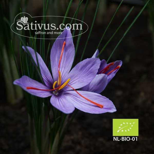 Crocus sativus BIO size 7/8, Wholesale organic saffron bulbs