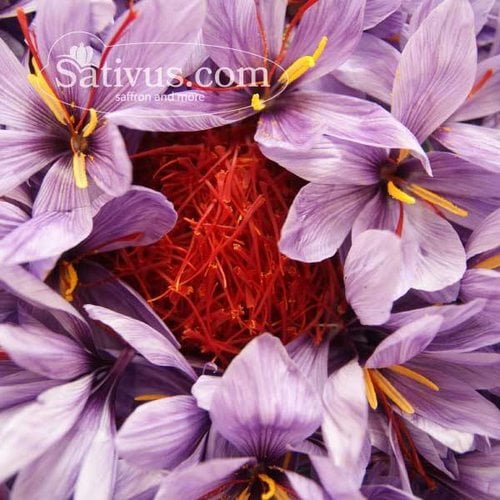 Crocus sativus calibre 10/11, commandes de plus de 1000 bulbes