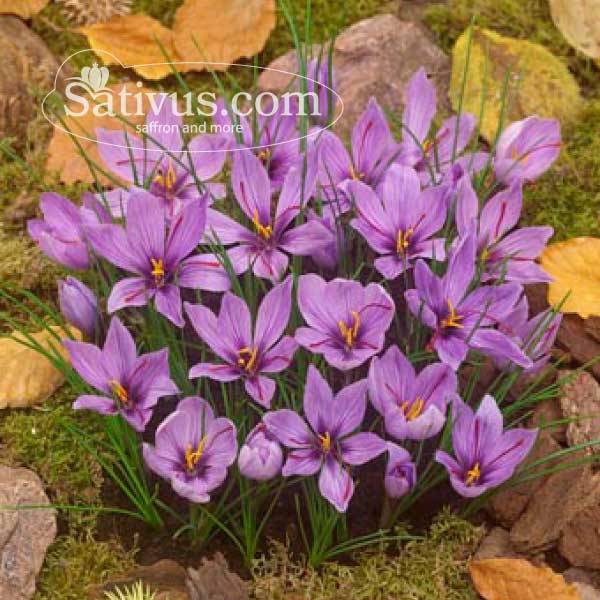 sativus calibre 8/9, Bulbos de al por