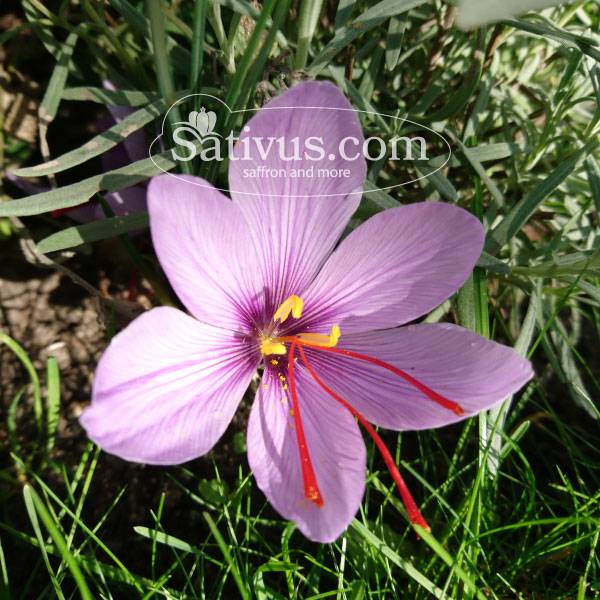 Crocus sativus size 9/10, Wholesale saffron bulbs