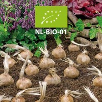 Neu in unserem Webshop: BIO-Safranknollen!