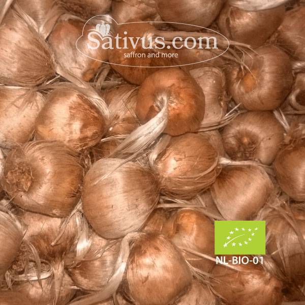 Crocus sativus BIO size 11/+, Wholesale organic saffron bulbs