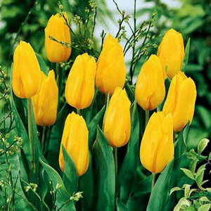 20 Bulbos De Tulipán 'Yellow Explosion' De Holanda: Tulipanes Amarillos Resistentes Al Invierno, Perennes Para Jardín, Macetas Y Balcones, Plantación En Otoño Para Floración En Abril-mayo