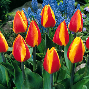 Bulbi biologici di Crocus di calibro 8/9 | Coltiva il tuo