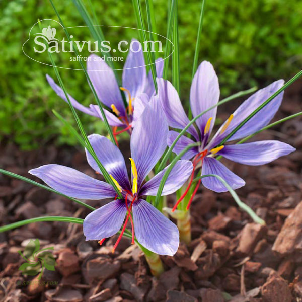 Validatie tennis micro Crocus sativus maat 7/8
