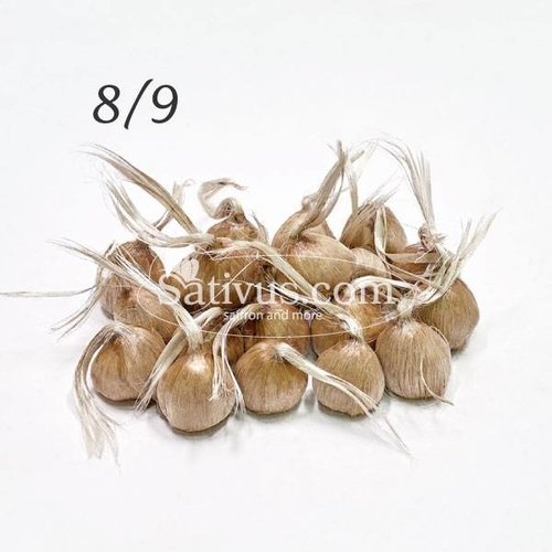 Crocus sativus size 8/9