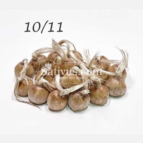 Crocus sativus calibro 10/11