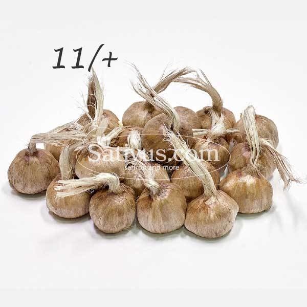 formule pack beneden Crocus sativus maat 11/+