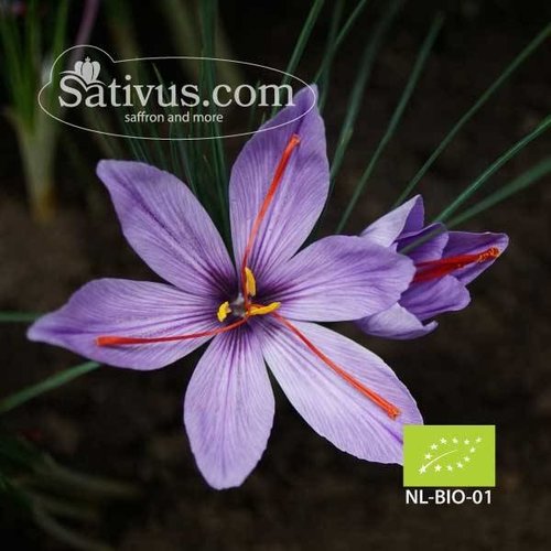 Crocus sativus calibro 8/9 - BIO